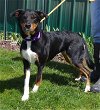 adoptable Dog in batavia, NY named PTH Bailey