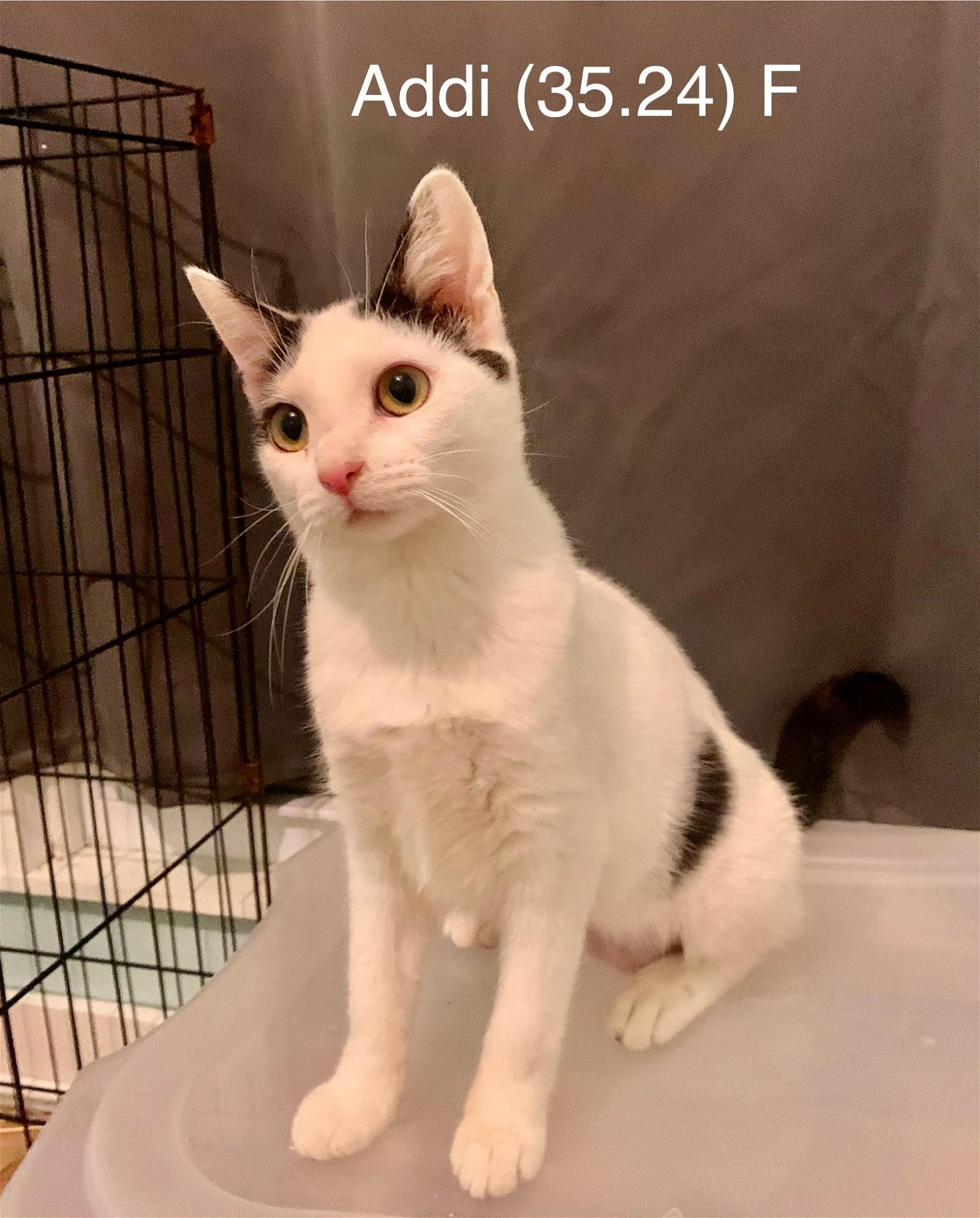 adoptable Cat in Batavia, NY named Foster Addi