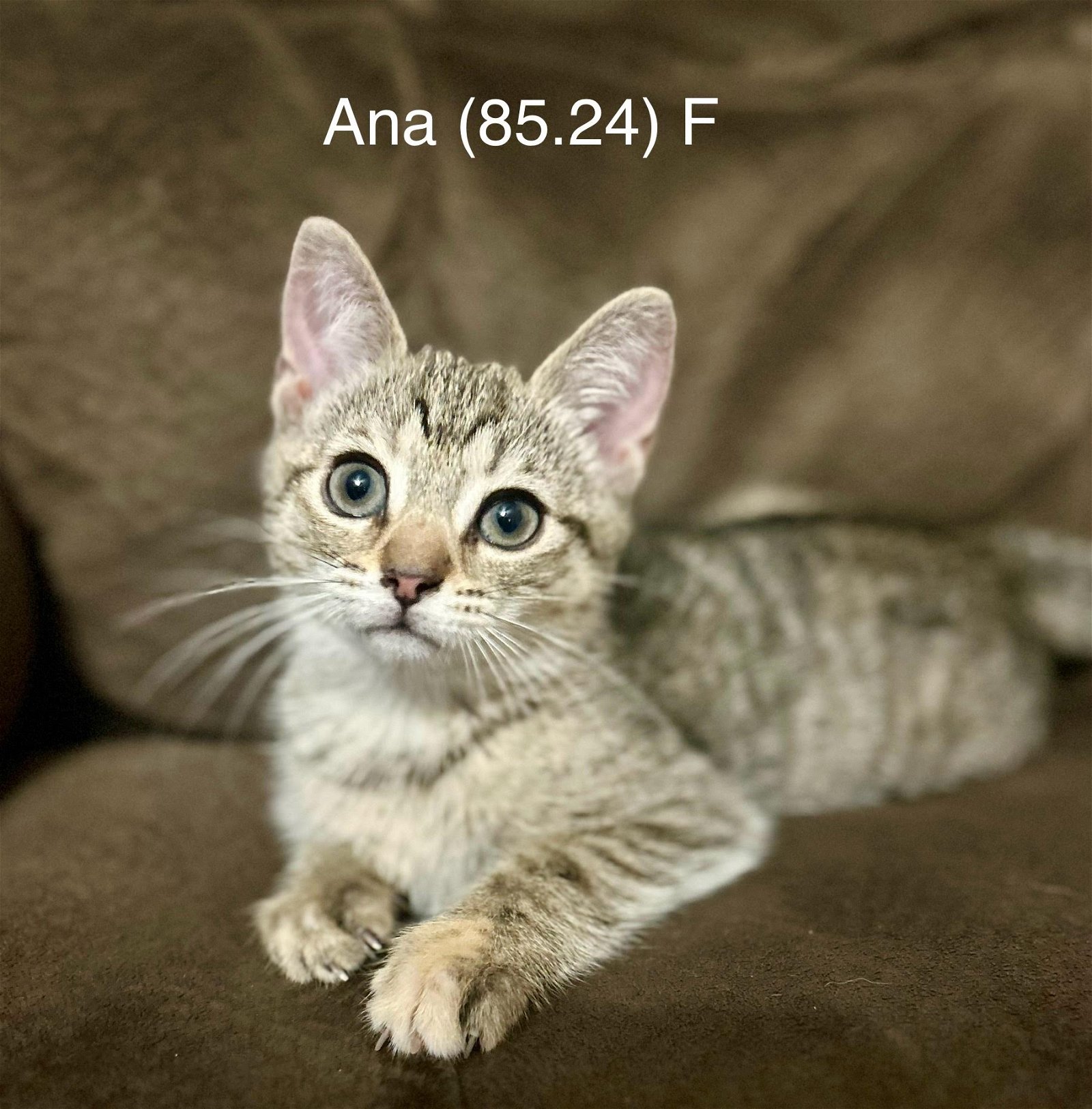 adoptable Cat in Batavia, NY named Foster Ana