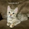adoptable Cat in , NY named Foster Ana