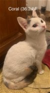 adoptable Cat in , NY named Foster Coral