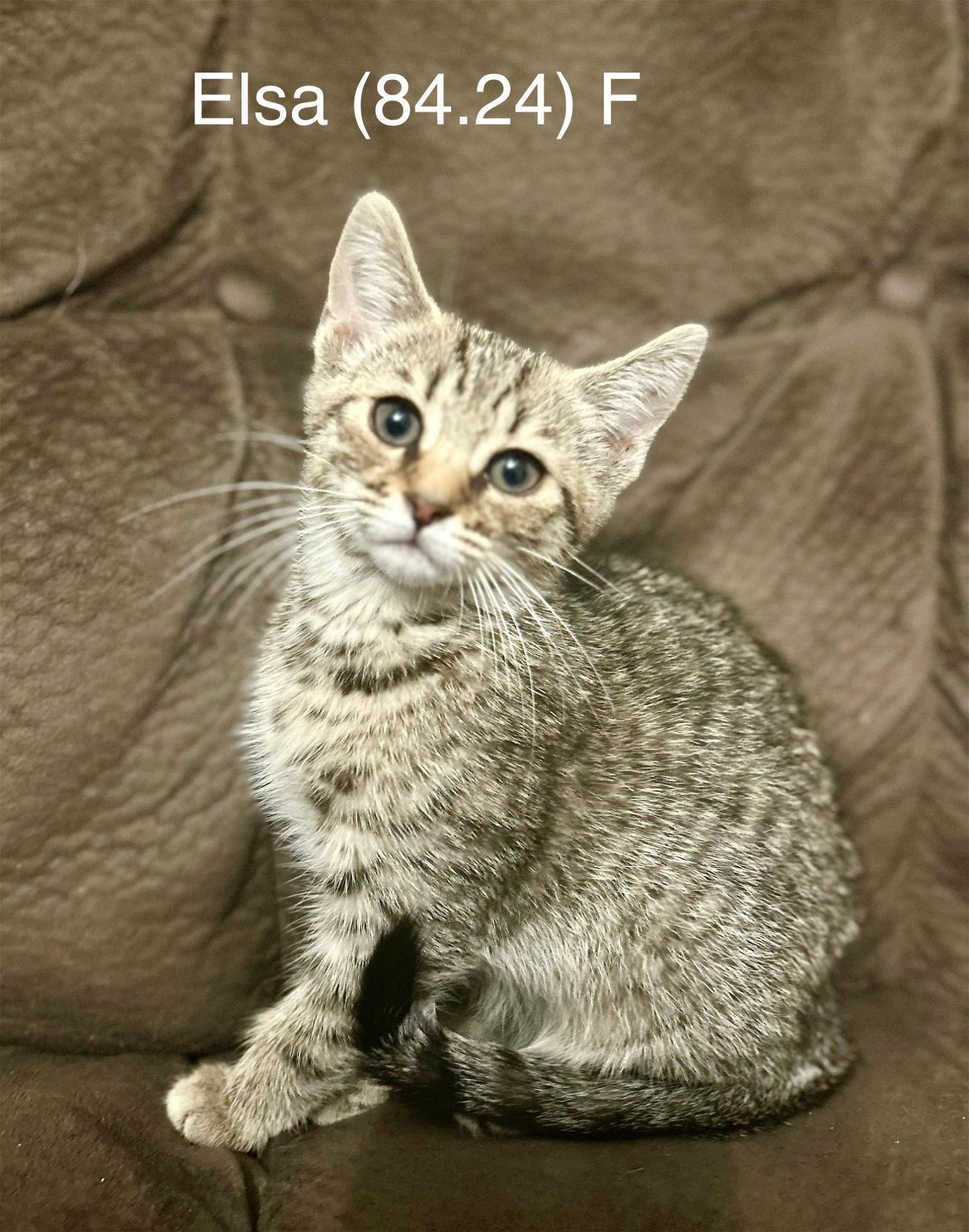 adoptable Cat in Batavia, NY named Foster Elsa