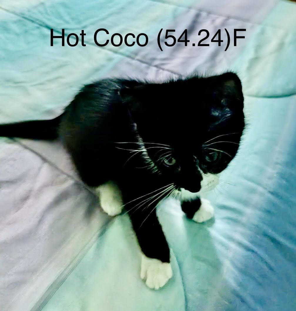 adoptable Cat in Batavia, NY named Foster Hot Coco
