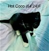 adoptable Cat in , NY named Foster Hot Coco