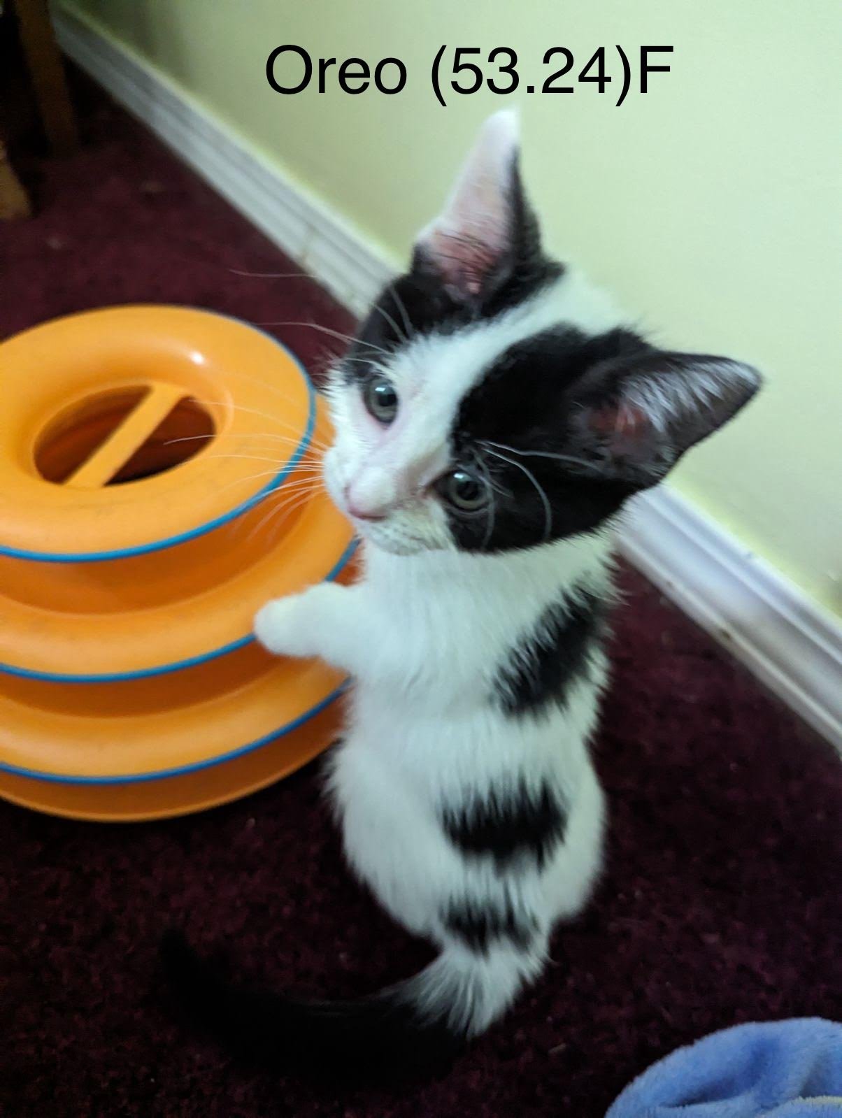 adoptable Cat in Batavia, NY named Foster Oreo