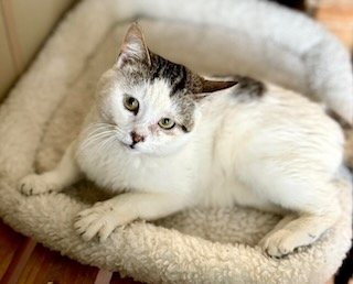 adoptable Cat in Batavia, NY named Frederick