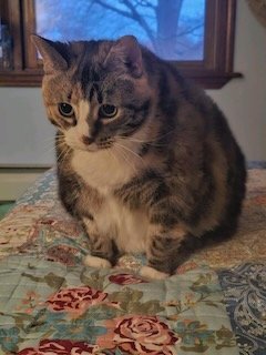 adoptable Cat in Batavia, NY named Foster Bonnie