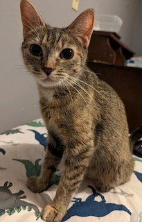 adoptable Cat in Batavia, NY named Angel