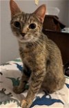 adoptable Cat in , NY named Foster Angel