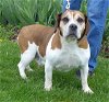 adoptable Dog in batavia, NY named Rescue Shyla