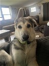 adoptable Dog in batavia, NY named Rescue Rocky