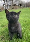 adoptable Cat in , NY named Foster Panther