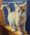 adoptable Cat in batavia, NY named Foster Rafael