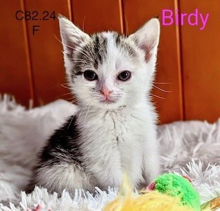 adoptable Cat in Batavia, NY named Foster Birdy