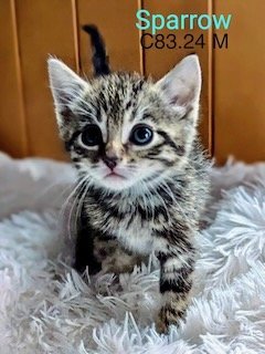 adoptable Cat in Batavia, NY named Foster Sparrow
