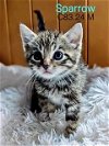 adoptable Cat in batavia, NY named Foster Sparrow