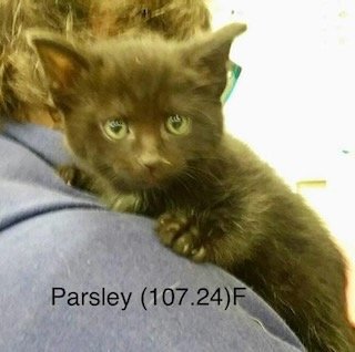 adoptable Cat in Batavia, NY named Foster Parsley