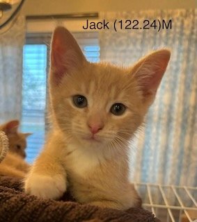 adoptable Cat in Batavia, NY named Foster Jack