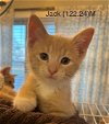 adoptable Cat in , NY named Foster Jack