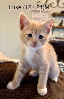 adoptable Cat in Batavia, NY named Foster Luke