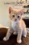adoptable Cat in , NY named Foster Luke