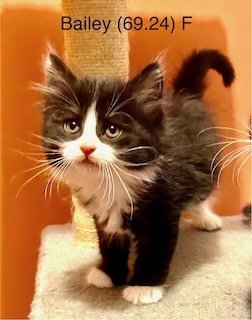 adoptable Cat in Batavia, NY named Foster Bailey