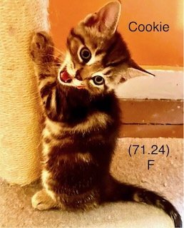adoptable Cat in Batavia, NY named Foster Cookie