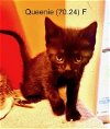adoptable Cat in , NY named Foster Queenie