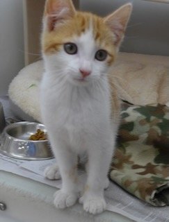 adoptable Cat in Batavia, NY named Foster Kabota
