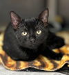 adoptable Cat in Batavia, NY named Harper