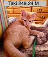 adoptable Cat in , NY named Foster Taki