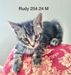 adoptable Cat in , NY named Foster Rudy