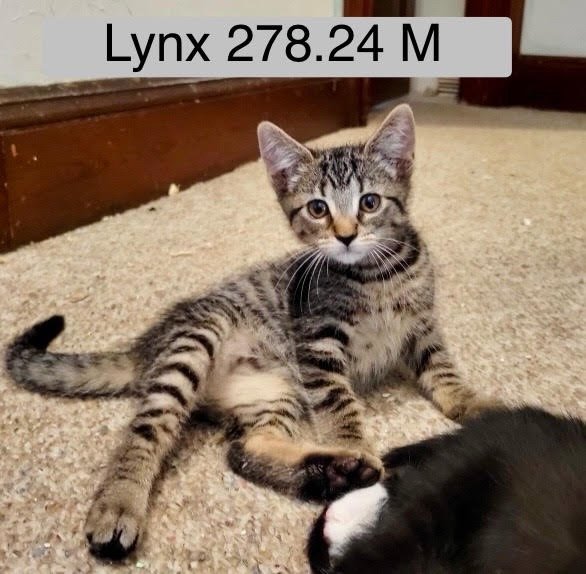 adoptable Cat in Batavia, NY named Foster Lynx