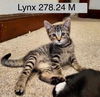 adoptable Cat in  named Foster Lynx