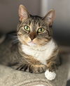 adoptable Cat in , NY named Layla