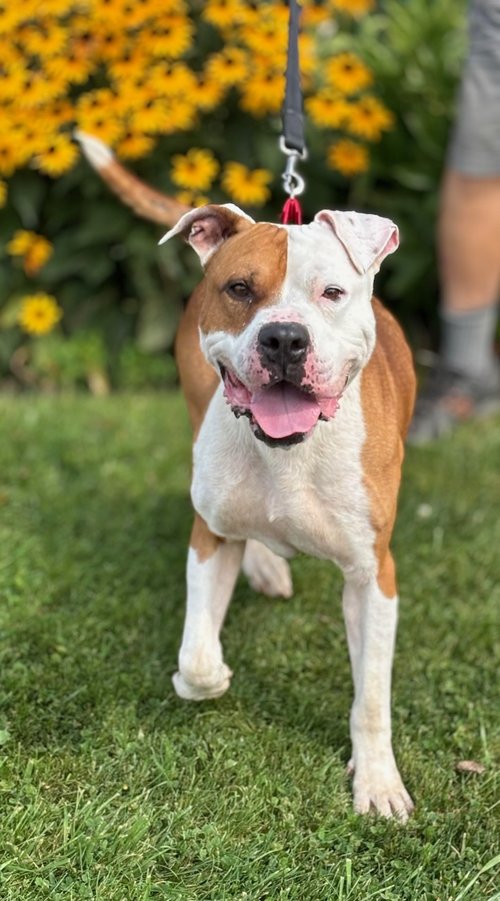 adoptable Dog in Batavia, NY named Biggie