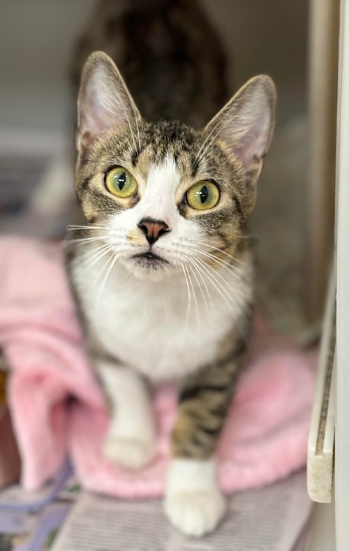 adoptable Cat in Batavia, NY named Pearl