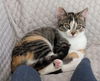 adoptable Cat in , NY named Foster Daisy