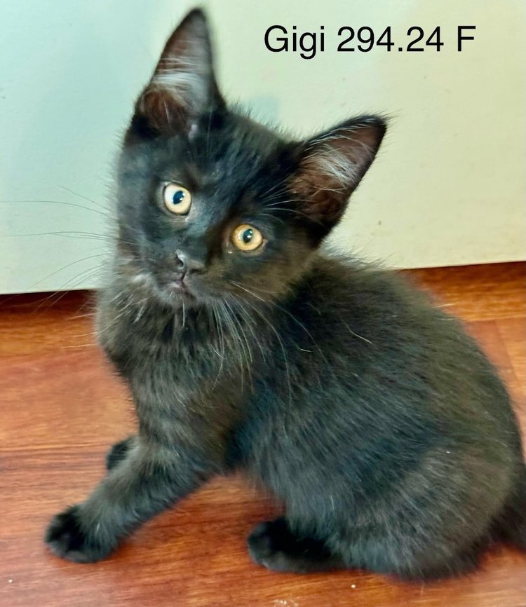 adoptable Cat in Batavia, NY named Foster Gigi