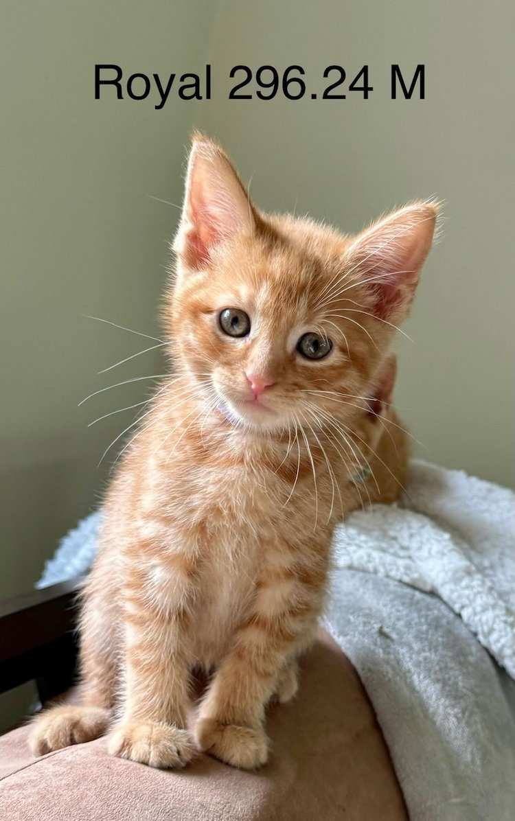 adoptable Cat in Batavia, NY named Foster Royal