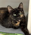 adoptable Cat in , NY named Fern