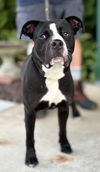 adoptable Dog in , NY named Apollo