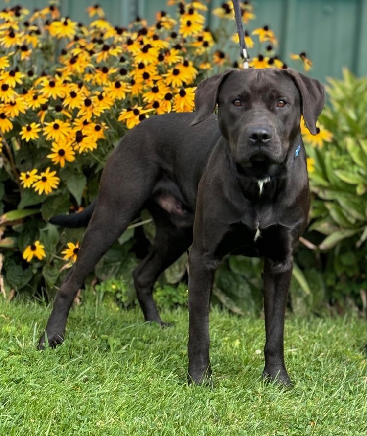 adoptable Dog in Batavia, NY named Thornton Roy