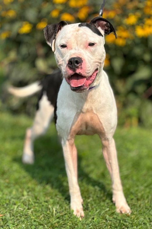 adoptable Dog in Batavia, NY named Bubbles