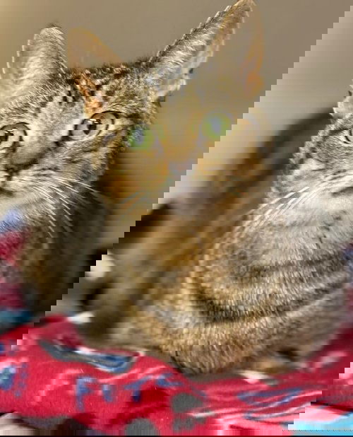 picture of the cat needing adoption