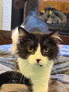 adoptable Cat in Batavia, NY named Foster Diego