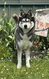 adoptable Dog in  named Alaska