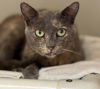 adoptable Cat in batavia, NY named Paige
