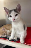 adoptable Cat in Batavia, NY named Bobby
