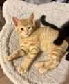 adoptable Cat in batavia, NY named Foster Jack